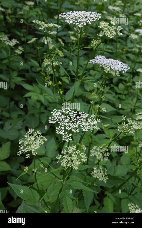 Aegopodium Podagraria Ground Elder Stock Photo Alamy