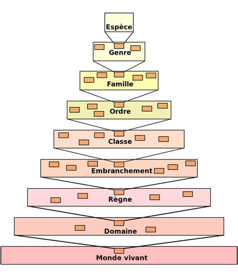 Taxinomie Définition et Explications
