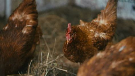 Egg Shortages Arise As Millions Of Chickens Lost To Bird Flu In