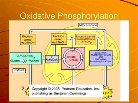 Cellular Respiration Chapter Ppt Download