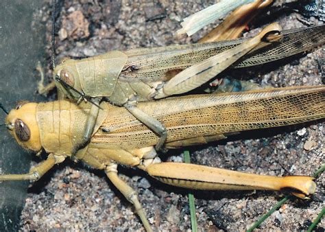 Bands of Giant Grasshoppers - The largest grasshopper - Valanga irregularis