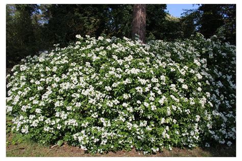 Mexican Orange Blossom Choisya Ternata