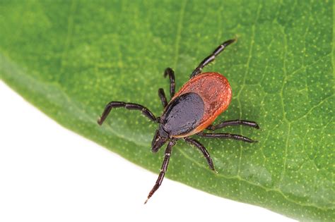 The Sudden Rise Of Tick Borne Diseases And Natural Treatments In