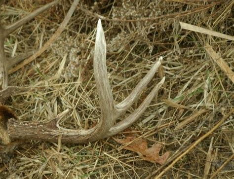 How To Find Antlers That Deer Shed Each Year Deer Hunting Tips Deer Hunting Quail Hunting