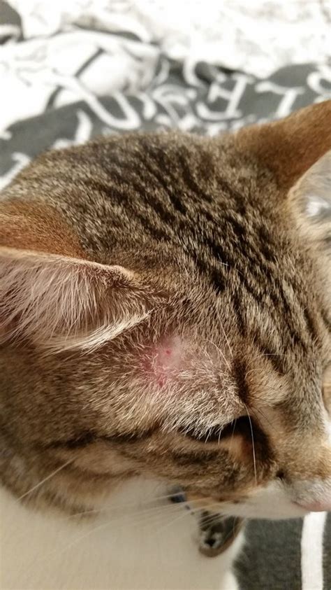 Bumps On Cat Skin