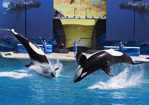Killer Whales Are Swallowing SeaWorld's Revenue | TIME