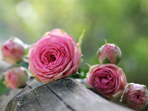 Pink Roses Jigsaw Puzzle Collect Free Online Jigsaw Puzzles