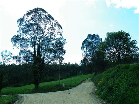 Jakobus Weg Wald B Ume Kunst Bernd Brang Flickr