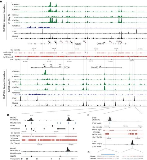 Comparative Epigenomic Analysis Of Murine And Human Adipogenesis Cell