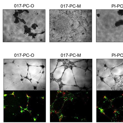 Cell Growth Rates Expansion And Morphology Of HESC Derived