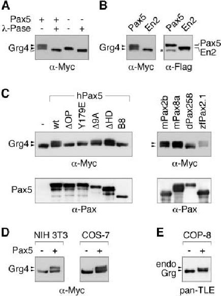 Induced Phosphorylation Of Grg Upon Interaction With Pax A