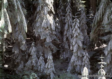 Image Gallery: Ashfall Effects | Mount St. Helens Science and Learning ...