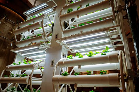 Rak Dengan Microgreens Muda Dalam Pot Di Bawah Lampu Led Di Pertanian Vertikal Hidroponik Foto