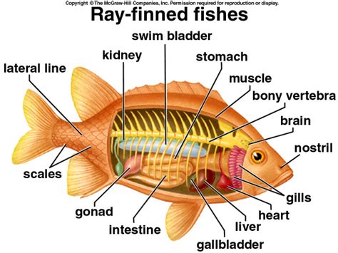 Bony Fish Anatomy Diagram Labeled