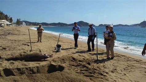 Hallan Delfín Muerto En Playa De Manzanillo Colima