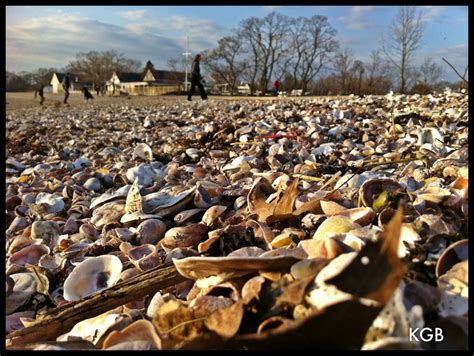 Bayley Beach, Rowayton. She sells sea shells by the seashore | Sea ...