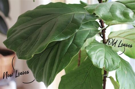 Double Its Growth How To Fertilize Your Fiddle Leaf Fig Dossier Blog