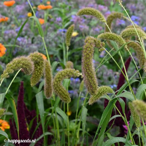 Vogelgierst Zaden Happy Seeds Webwinkel