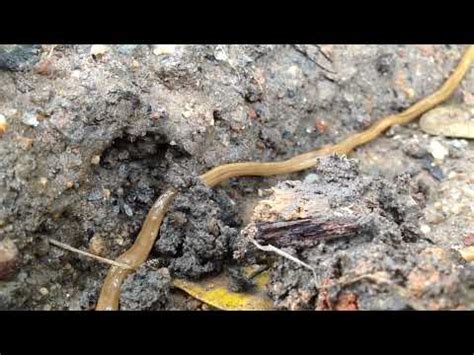 Bipalium kewense Hammerhead flatworm Planária Cabeça de Martelo