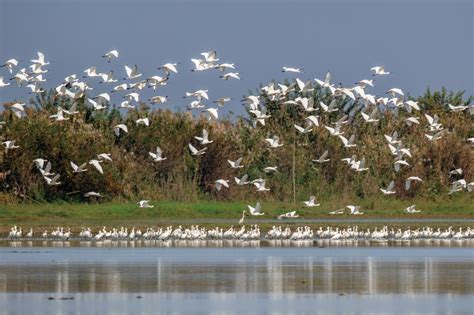 Birds From Siberia Find Winter Refuge In Hunan Of Page Govt