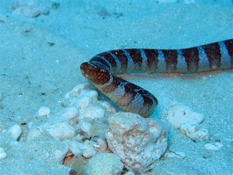 Black Banded Sea Snake Okinawa