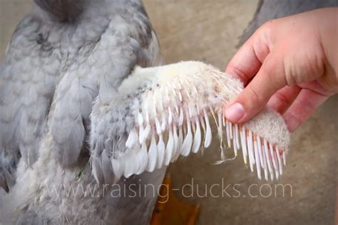 Effective Ways To Sex Your Muscovy Duck With Pictures Raising Ducks