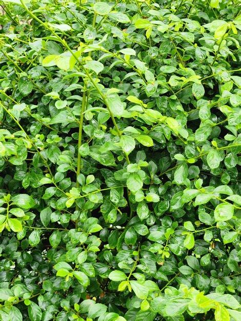 Un primer plano de una planta verde con hojas pequeñas y la palabra