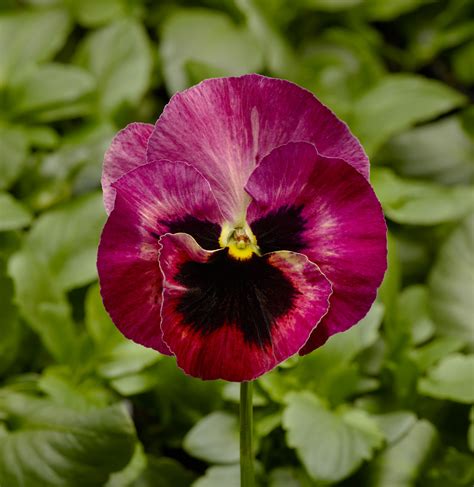 Viola Wittrockiana Rose Fire Schneider Bv Schneider Young Plant