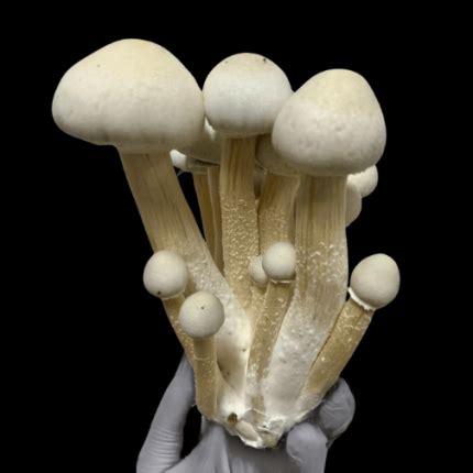 Cogumelos M Gicos Comprar Psilocybe Cubensis No Brasil Natureza Divina