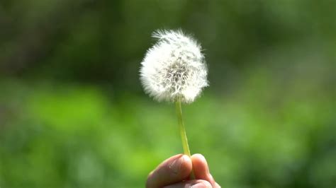 Dandelion Blowing Stock Video Footage for Free Download