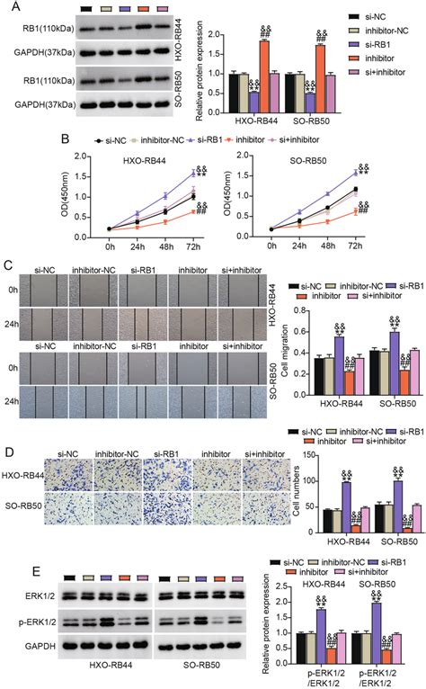 Rb Silencing Abrogated The Alleviative Role Of Mir P