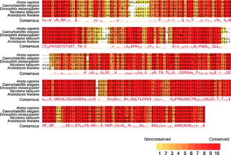 Multiple Sequence Alignment Of Conserved Regions In The Motor Domain Of