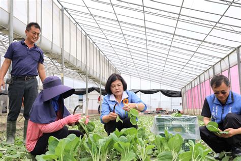 颱風來襲 雲林縣長張麗善巡視葉菜類搶收情形