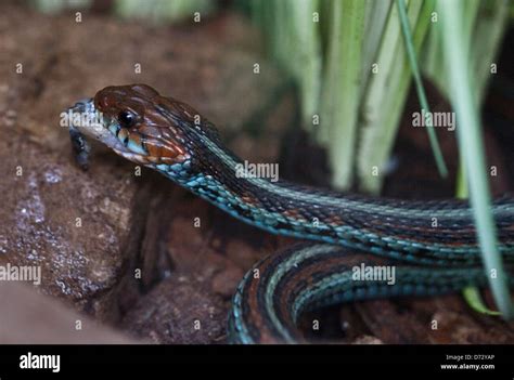 San Francisco Garter Snake Thamnophis Sirtalis Tetrataenia Eating