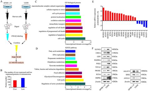 Experimental Workflow For Quantitative Proteomic Analysis And Findings Download Scientific