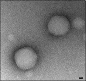 Phbv Nanoparticle Micrograph Representative Image Of Phbv