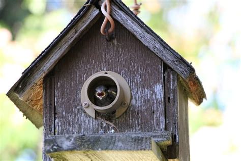 Keep House Sparrow Nests Out of Bluebird Boxes - Birds and Blooms