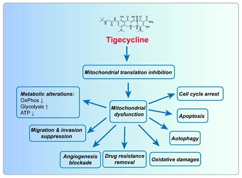 Ijms Free Full Text Biological Functions And Molecular Mechanisms