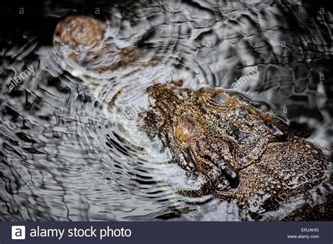 Indo Pacific Crocodile High Resolution Stock Photography And Images Alamy