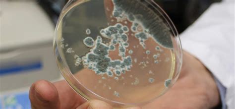 Грибок Аллерген – Telegraph