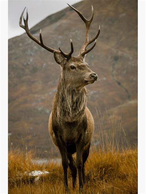 Monarch Of The Glen Poster For Sale By Derekbeattie Redbubble