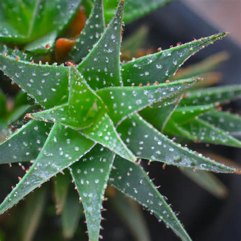 Descubra os Benefícios da Aloe Haworthioides
