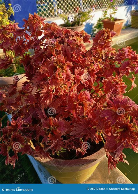 Coleus Perennial Herbs Plant Stock Photo - Image of produce, deciduous