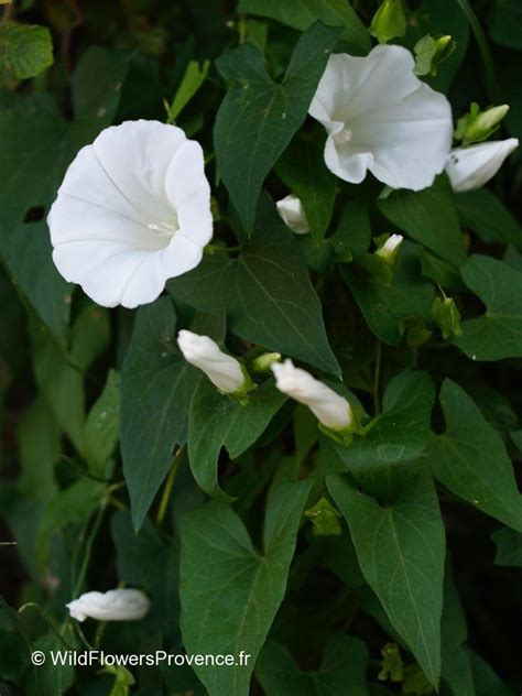 Convolvulus arvensis - wild in Provence