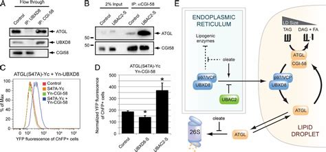 Spatial Regulation Of UBXD8 And P97 VCP Controls ATGL Mediated Lipid