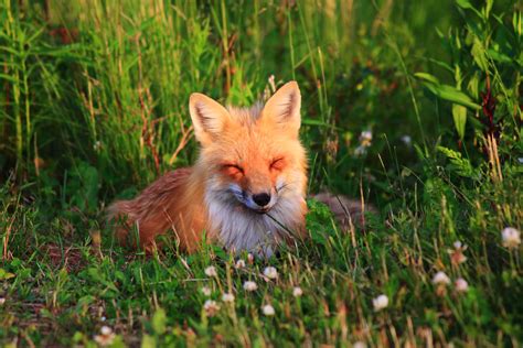 Stock: Happy Fox by Celem on DeviantArt