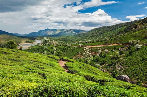 Premium Photo | Tea plantations in india