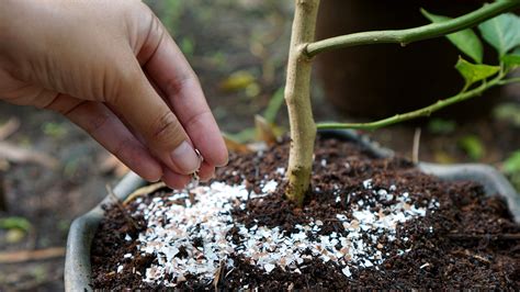 Why You Should Throw Eggshells Into Your Tomato Garden