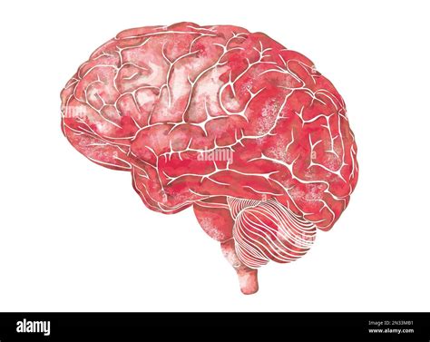 Structure Of The Human Brain Side Lateral View Medical Watercolor