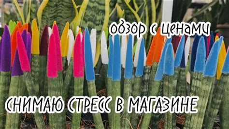 🇩🇪 🇺🇦Жизнь в Германии. Обзор магазина цветов и растений. Сколько стоит ...